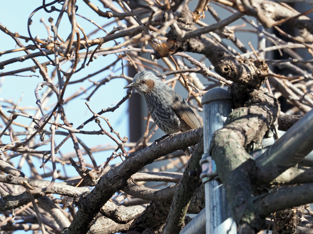 ヒヨ君のお散歩