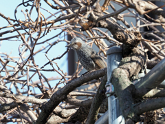 ヒヨ君のお散歩