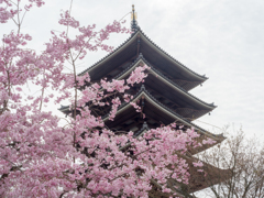 五重塔と桜