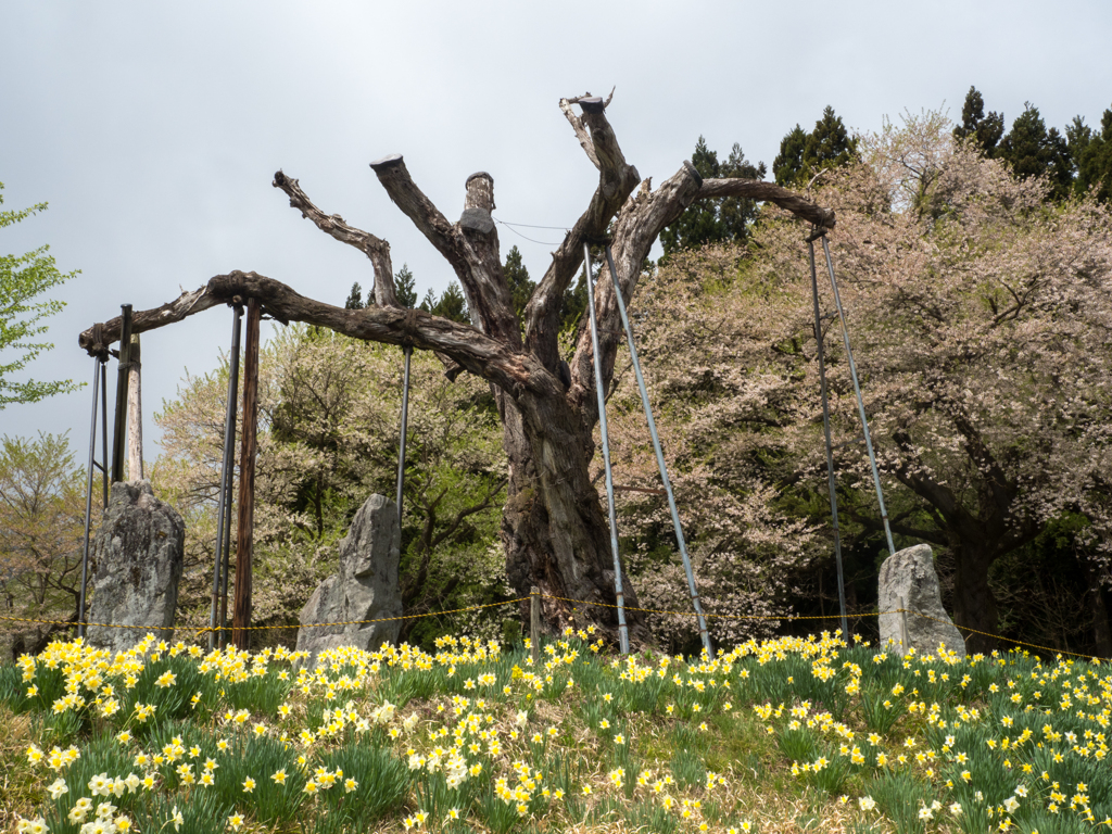 体は死すとも心に花を