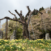 体は死すとも心に花を