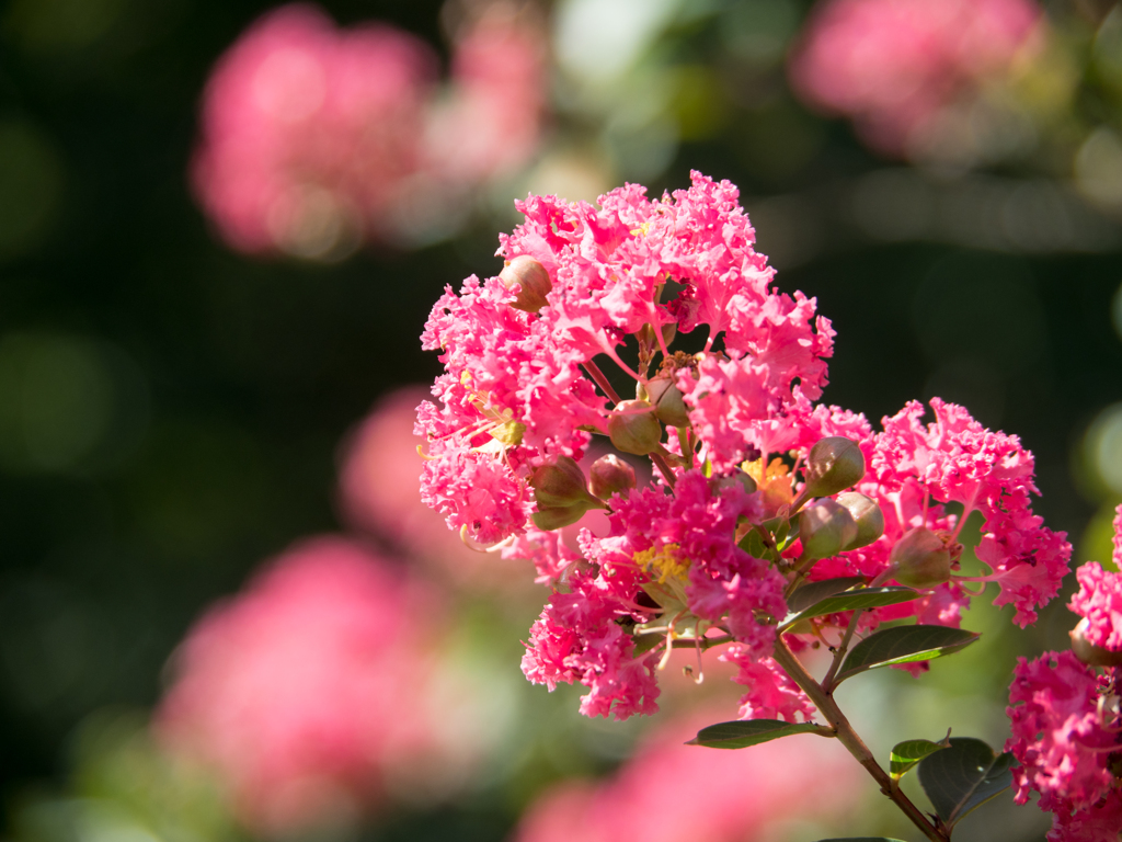 まだまだ元気な百日紅