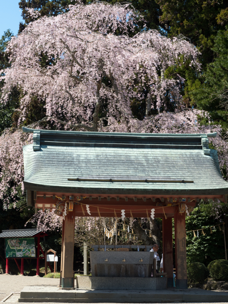 手水所と枝垂れ桜