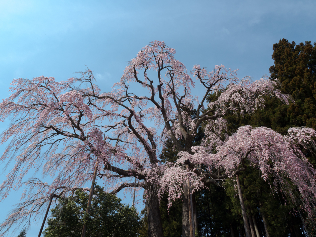 合戦場の桜　1