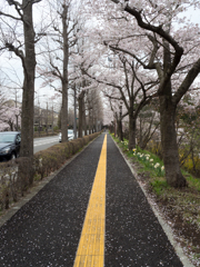 桜道