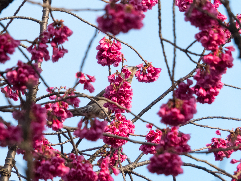 寒緋桜とヒヨ君