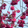 寒緋桜とヒヨ君