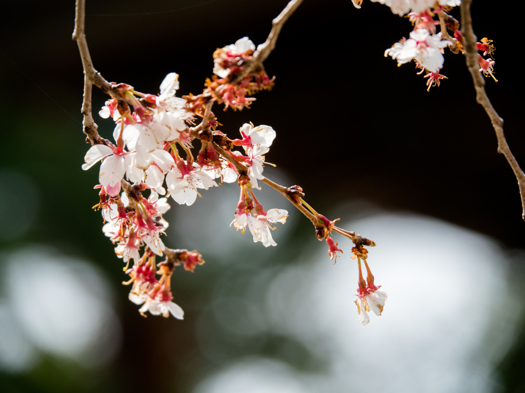 踊る四季桜