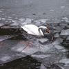 砕氷船「白鳥丸」