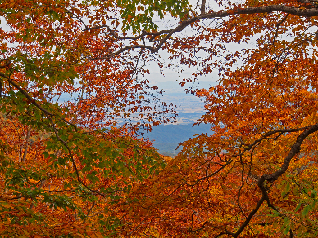紅葉の隙間から
