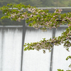 流れと桜