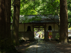 山門と大杉木立
