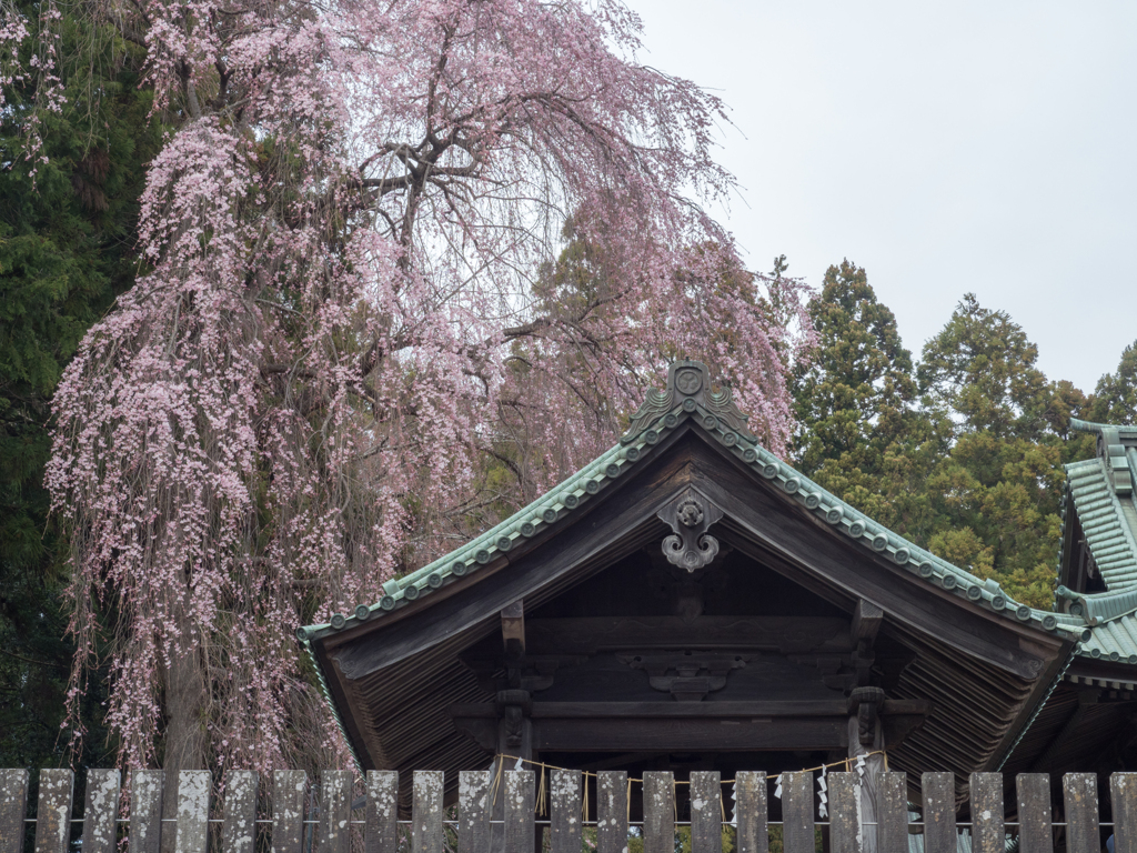 桜降る