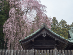 桜降る