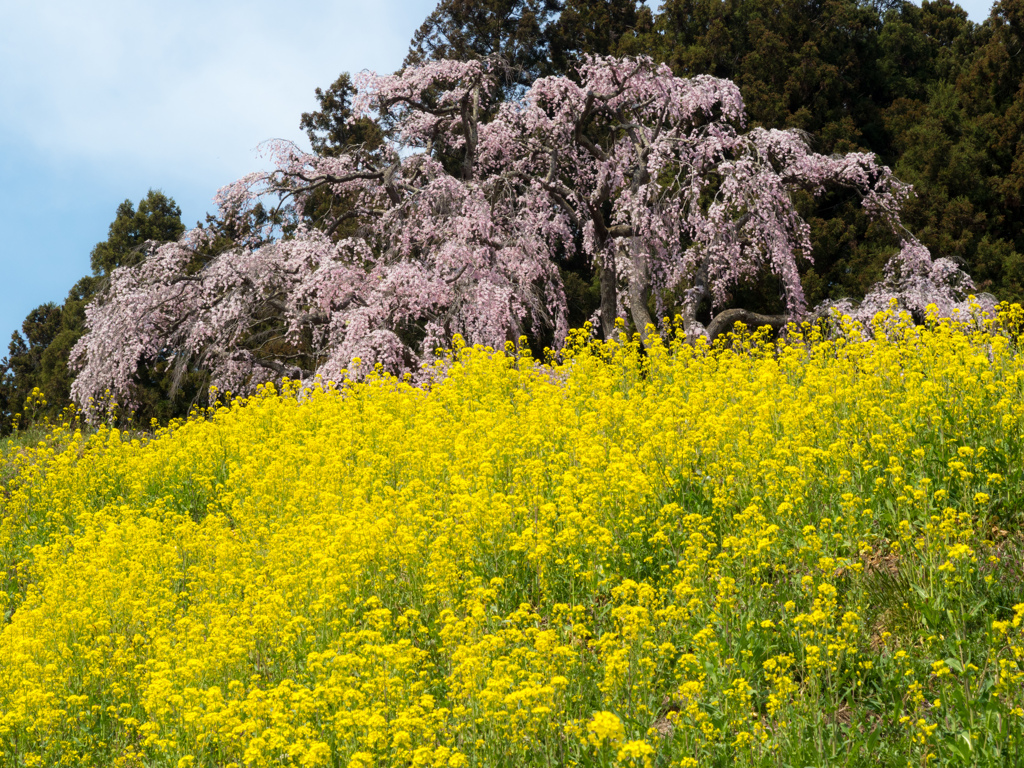 菜の花に揺られて