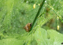 雨にも負けず