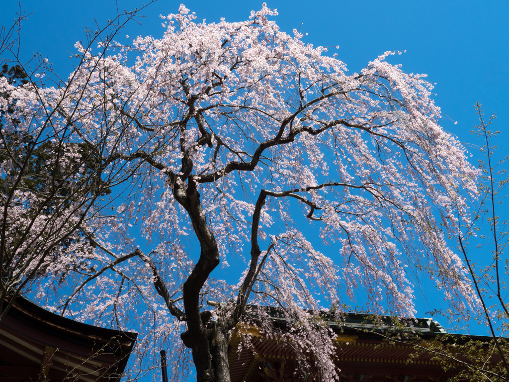 随身門と枝垂桜