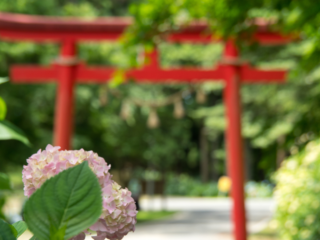 閼伽門（あかもん）と紫陽花
