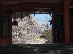 東神門と鹽竈桜