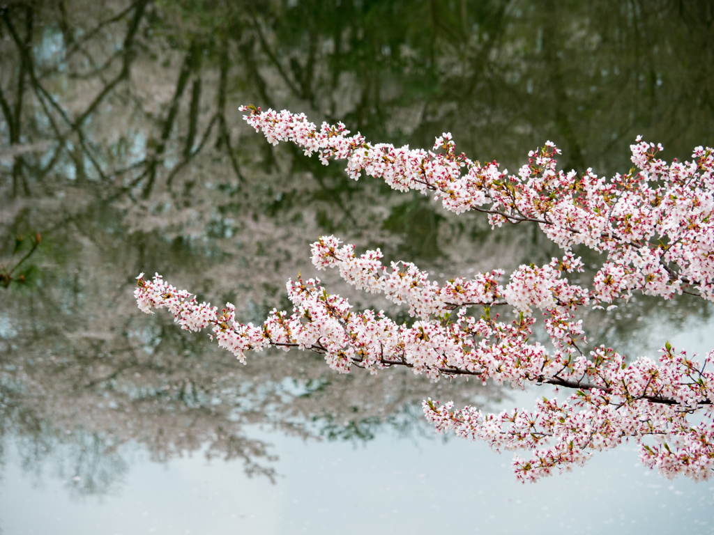 桜の姿見