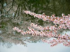 桜の姿見