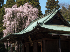 拝殿と枝垂れ桜