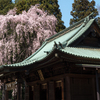 拝殿と枝垂れ桜