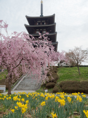 春の花に囲まれて