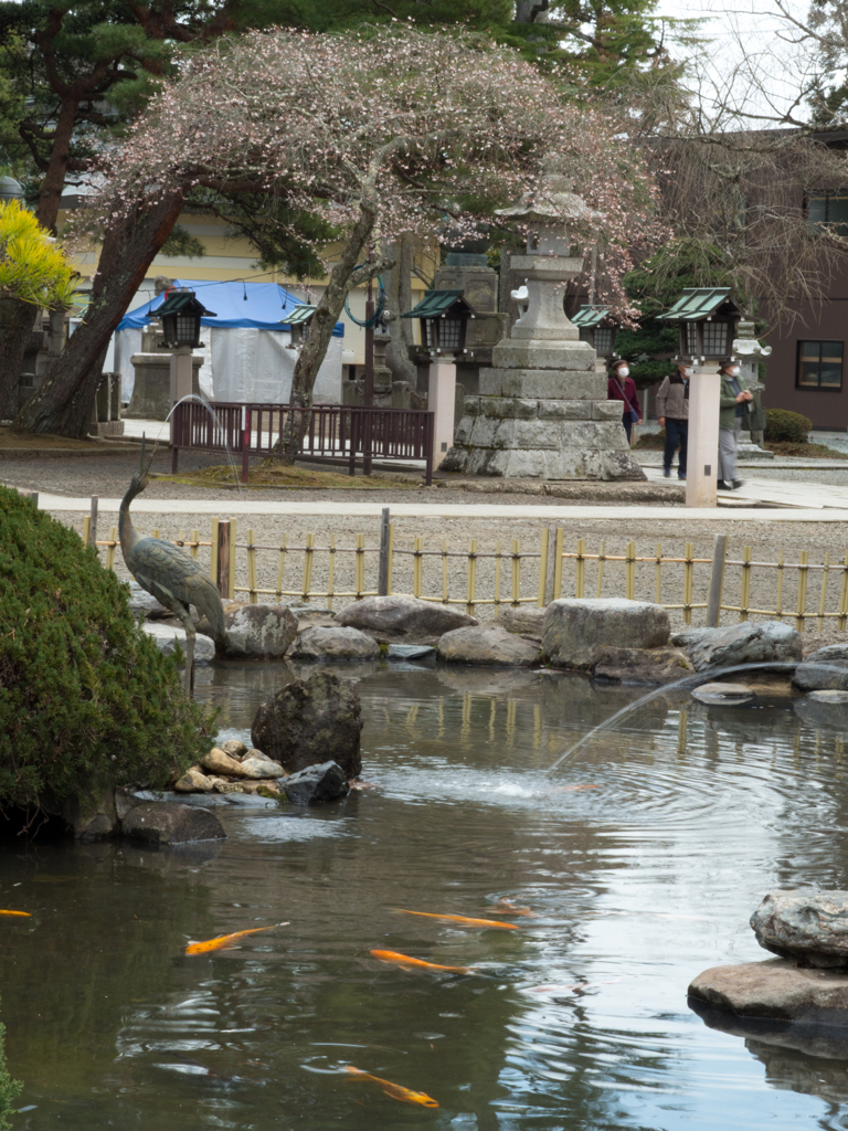 桜と御神池