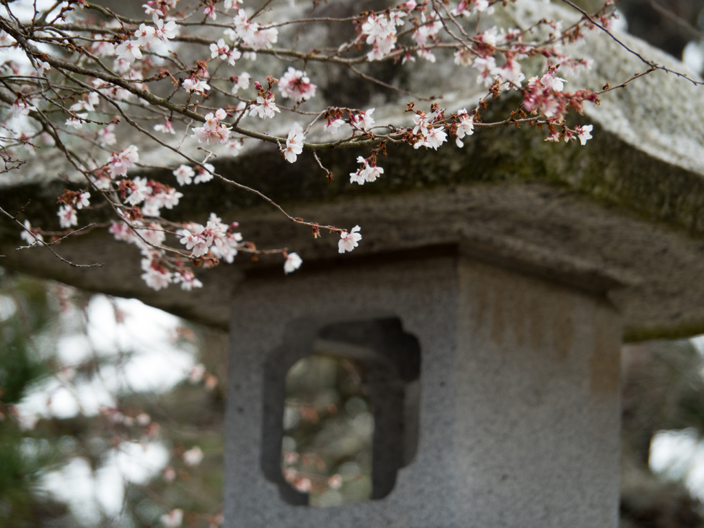 石灯籠に桜咲く