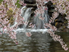 桜と流れ