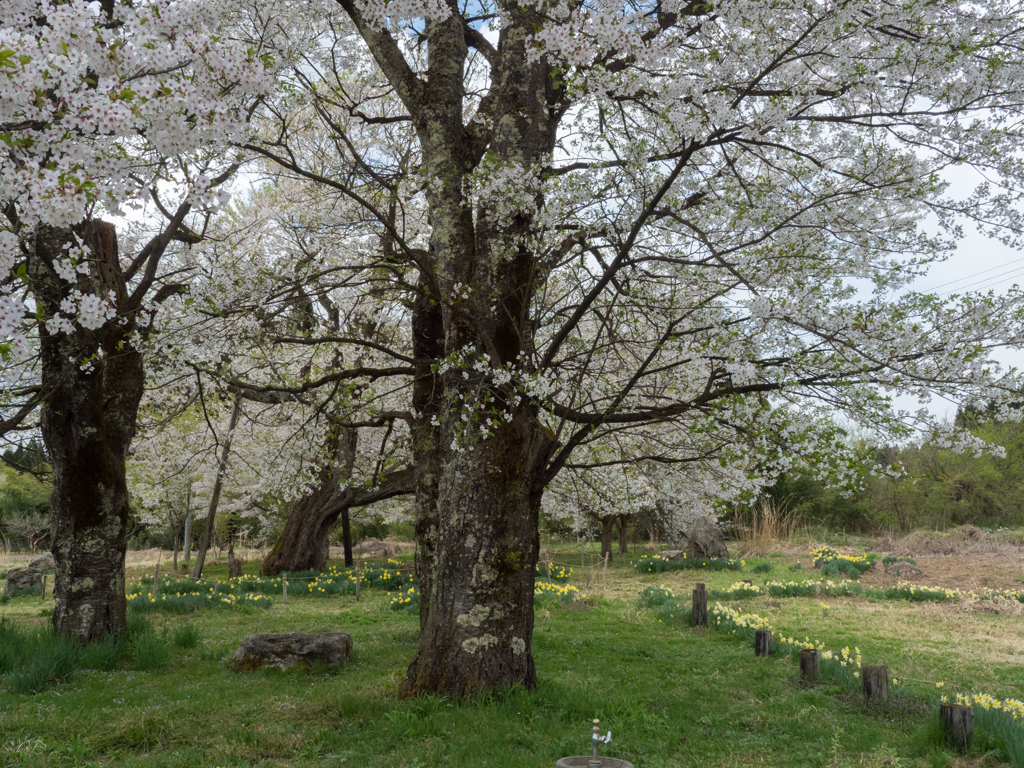 十二の桜