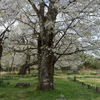 十二の桜