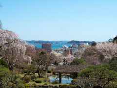 桜と塩竃港