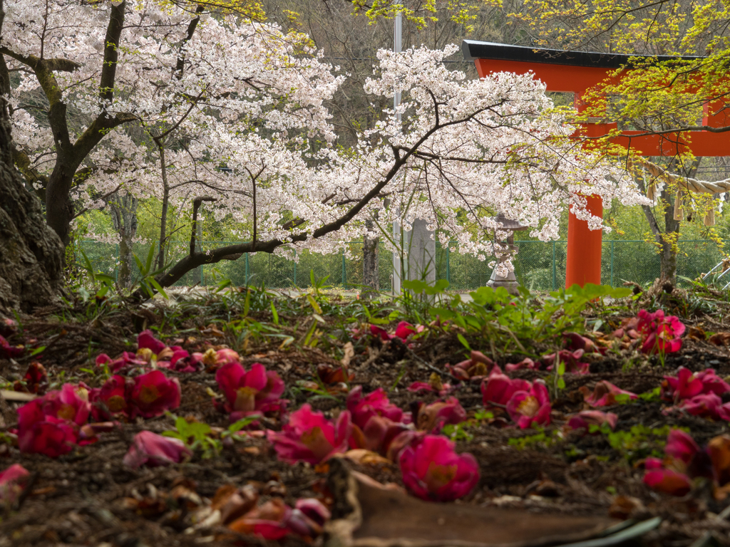 桜に託して