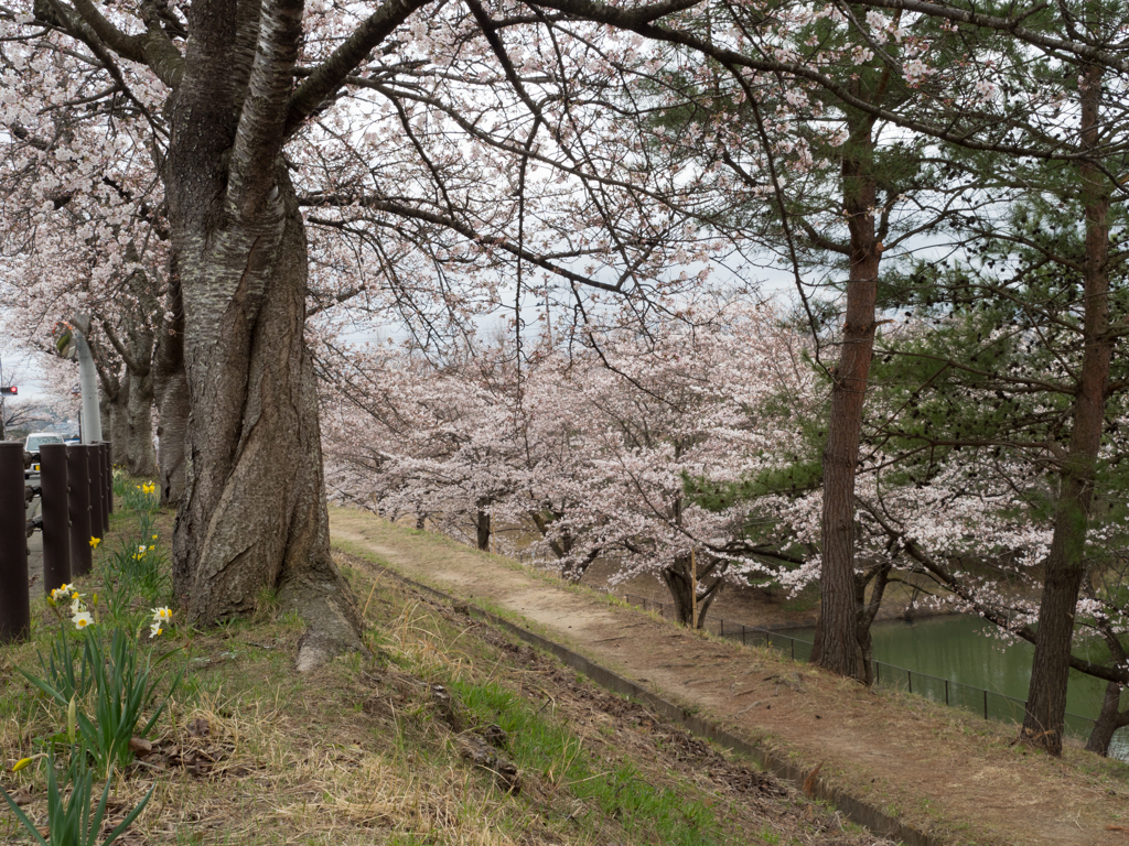 春の散歩道