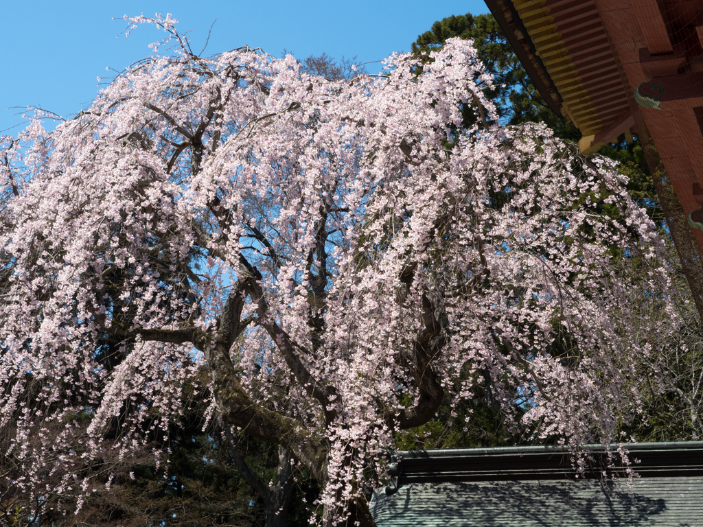 枝垂桜