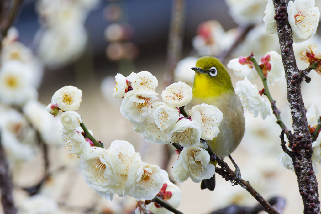 ウメジロー