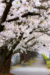 桜の道