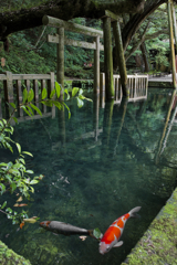 鹿島神宮 御手洗池