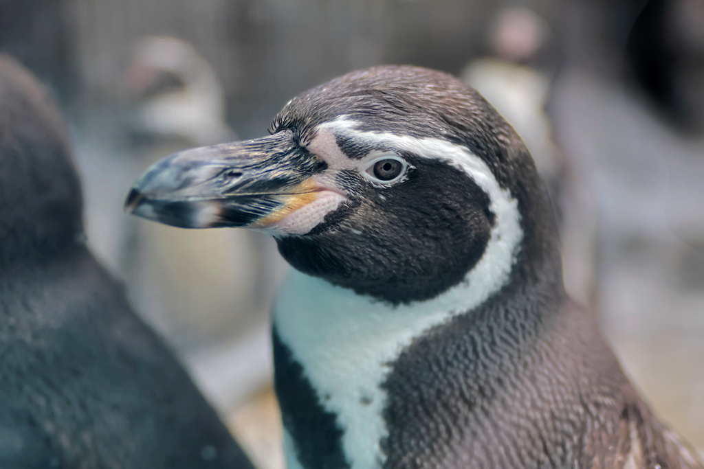 ペンギン
