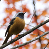 紅葉とジョウビタキ