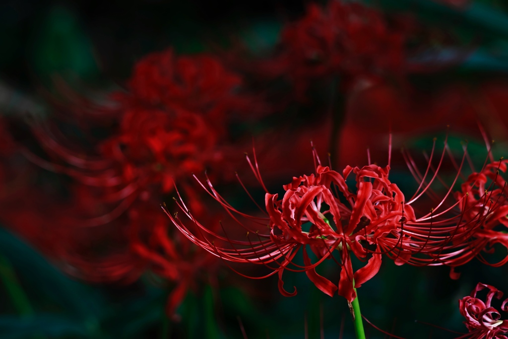 曼珠沙華