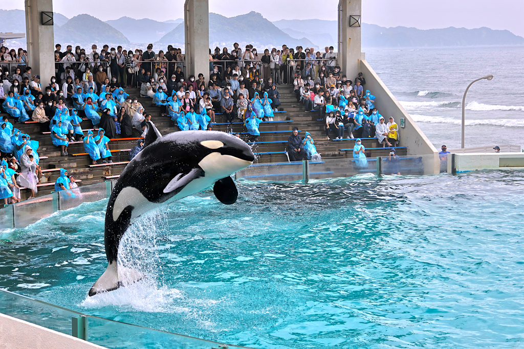 230519_鴨川_シャチ_1