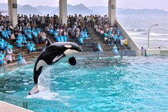 230519_鴨川_シャチ_1