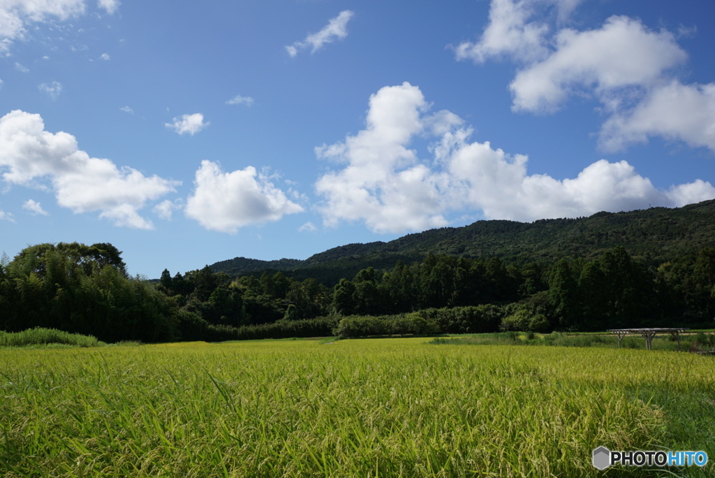 里山の朝