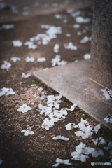 桜舞い散る