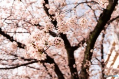 公園の桜