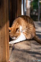 神社の猫