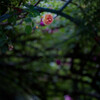 紅一点？